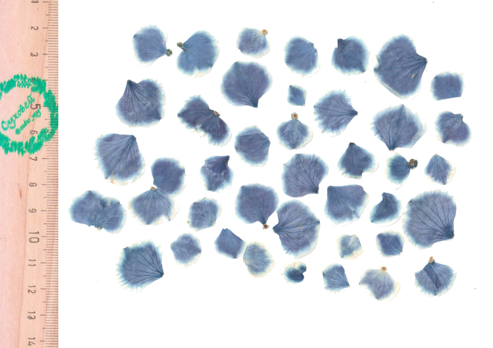 Плоские сухоцветы - Лепестки сине-белой Гортензии для заливки смолой и рукоделия, 50 шт  #1