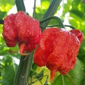 Семена Острый перец Carolina Reaper (Каролинский жнец), 5 семян + подарок  #1