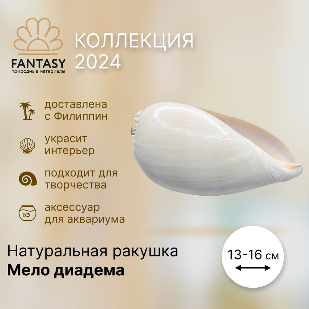 Натуральная морская ракушка FANTASY Мело диадема, 13-16 см, 1 шт.  #1