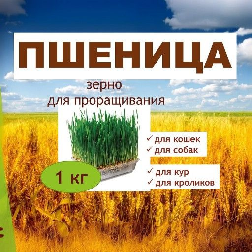 пшеница для проращивания #1