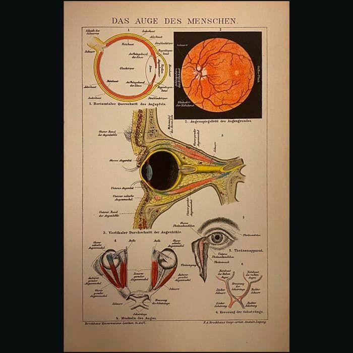 Антикварная гравюра "Анатомия глаза" 1882 г. #1