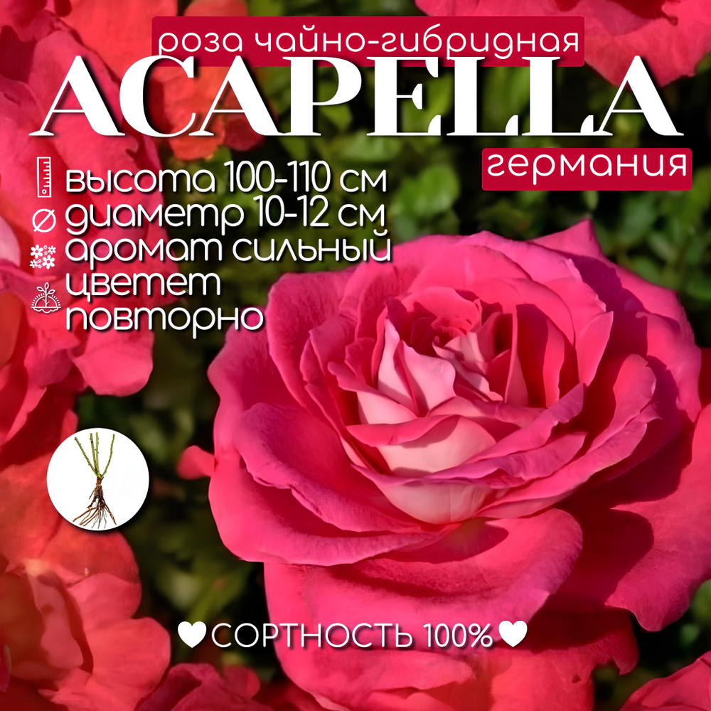 Саженец розы, Акапелла #1
