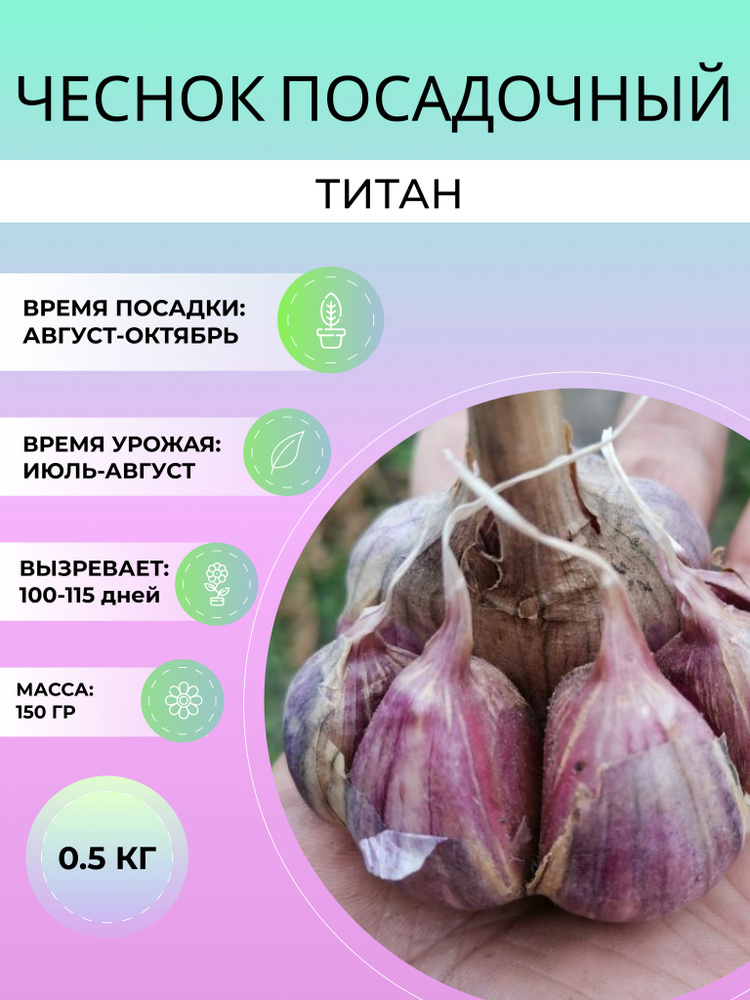 Чеснок Титан посадочный озимый 0.5 кг #1