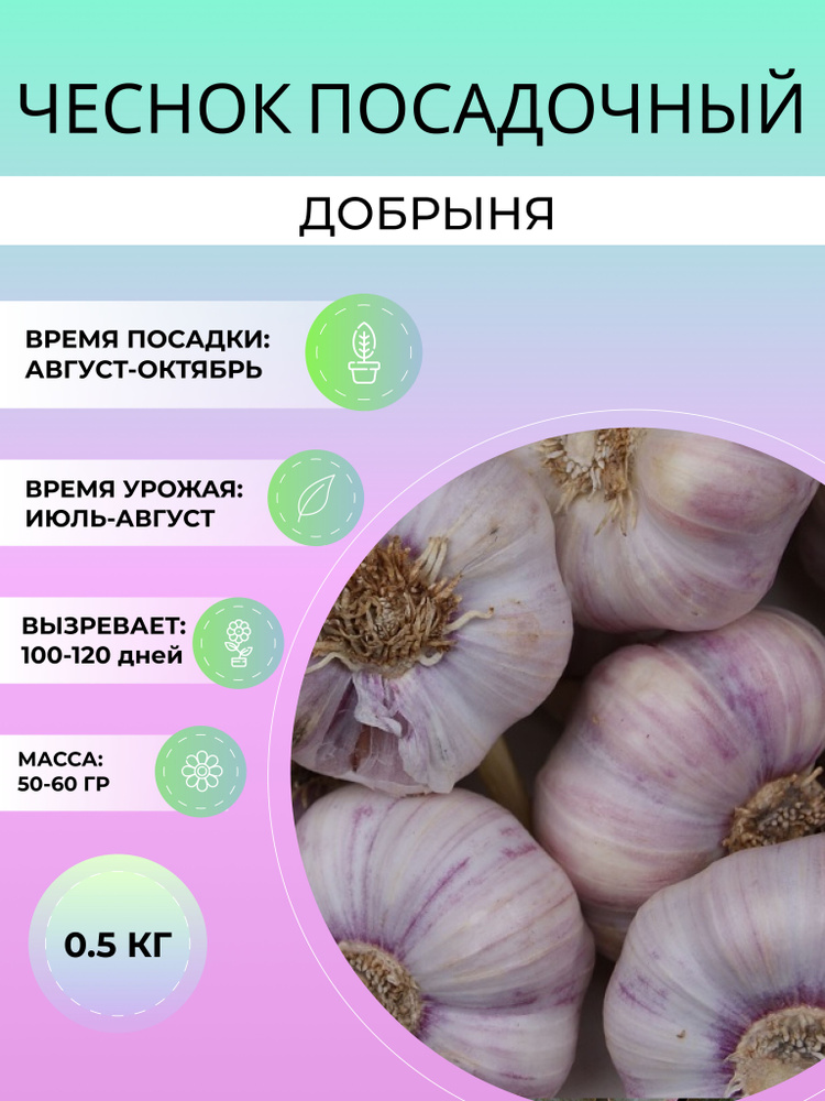 Чеснок Добрыня посадочный озимый 0.5 кг #1