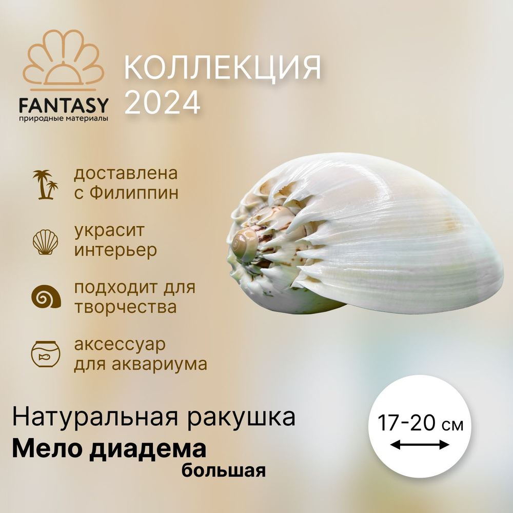 Натуральная морская ракушка FANTASY Мело диадема большая, 17-20 см, 1 шт.  #1