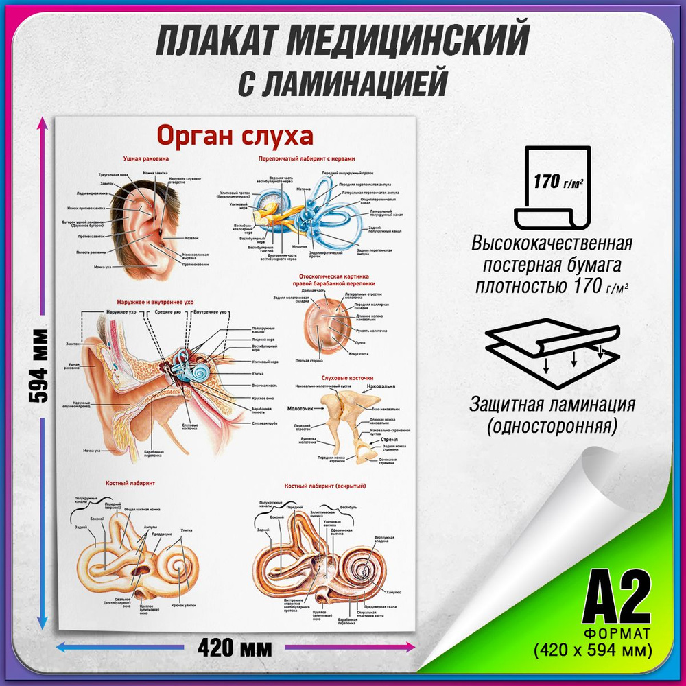 Информационный медицинский плакат "Орган слуха" / ламинированный / А-2 (60x42 см.)  #1