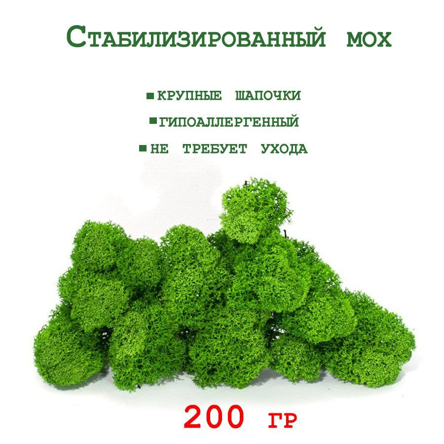 Стабилизированный мох Мох, 200 гр, 1 шт #1