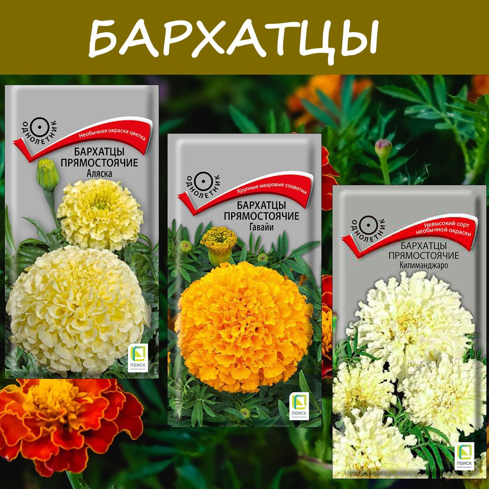 Набор семян: Бархатцы прямостоячие Аляска; Гавайи; Килиманджаро, 3 упаковки, "Необычная окраска"  #1