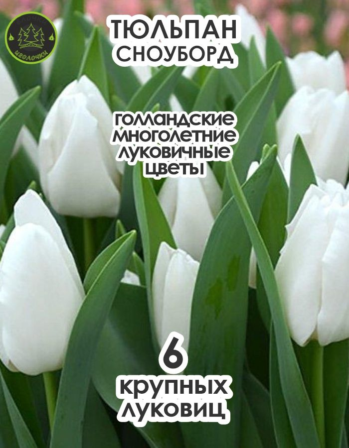 Тюльпан Сноуборд, 6 штук, крупные #1