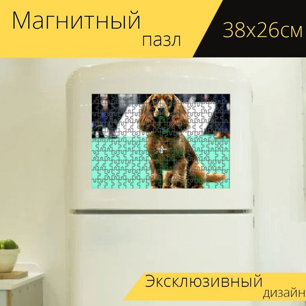 Магнитный пазл "Кокер-спаниель, участвующий в выставке собак, горд и блестит в своем ошейнике" для интерьера, #1