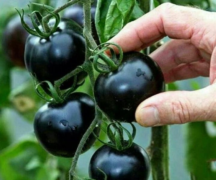 Томаты черные черри сорт. Томат кумато блэк. томаты черри кумато.