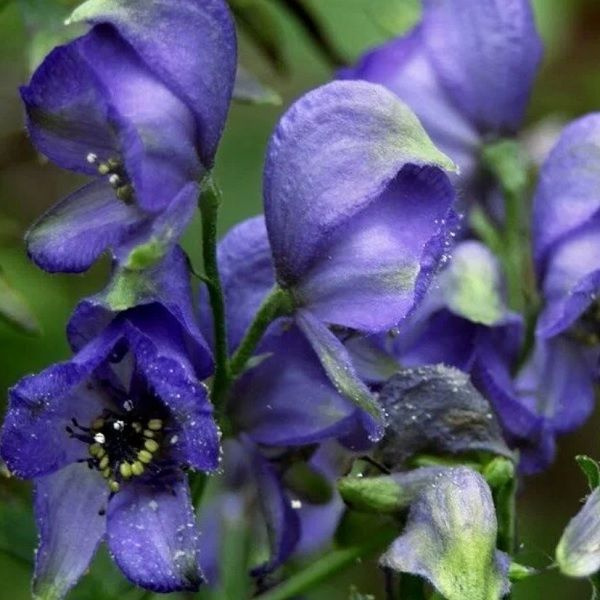 Борец волчий, Аконит, Aconitum lycoctonum, семена 30 штук #1