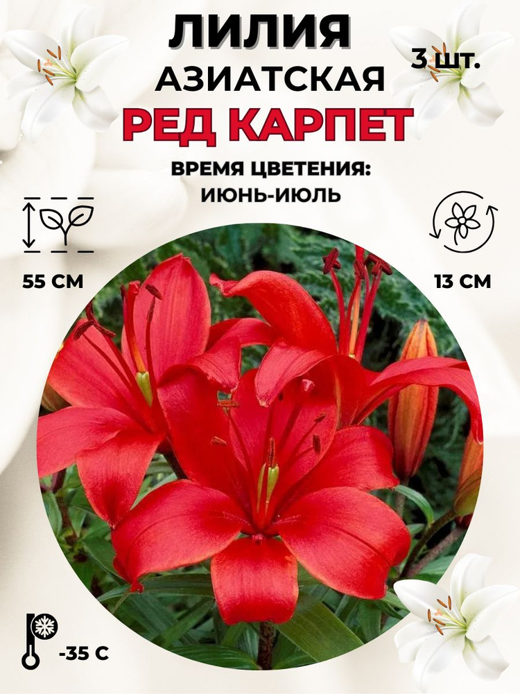 Magic Blooming Garden Луковицы,0.15кг #1