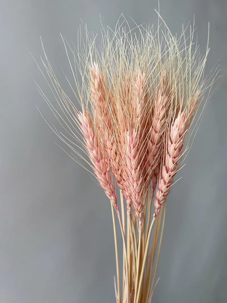 Пшеница розовая #1
