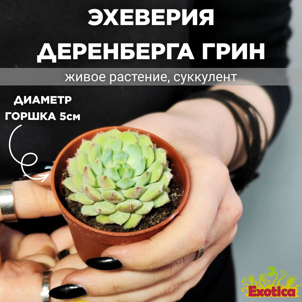 Эхеверия Деренберга Грин (Echeveria Derenbergii Green) D5см #1