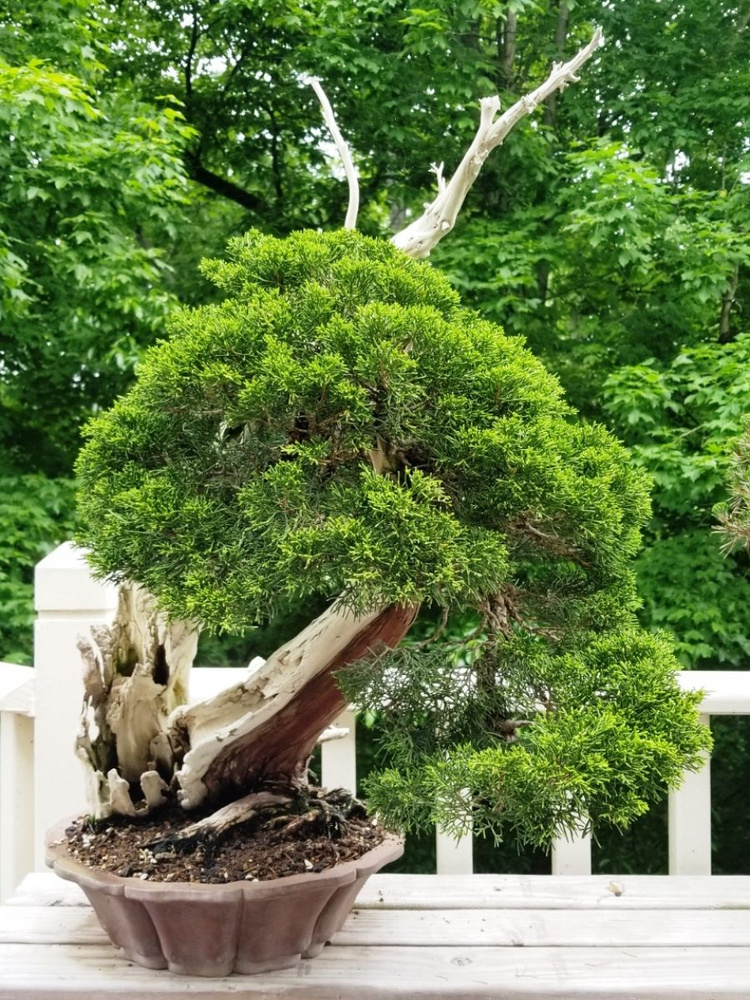 Семена Можжевельник Китайский (Juniperus chinensis), 10 штук #1