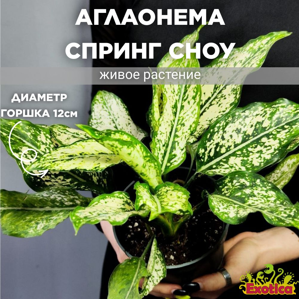 Аглаонема Exotica беленый дуб, бирюзовый, 12 дм, 02146 шт - купить по  выгодной цене в интернет-магазине OZON (1603600835)