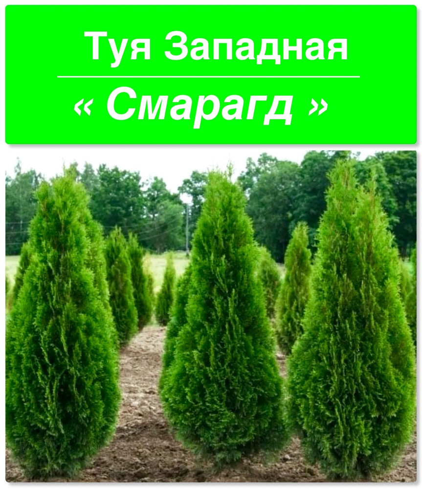 Туя западная Смарагд семена 100 штук + подарок. Семена туи  #1