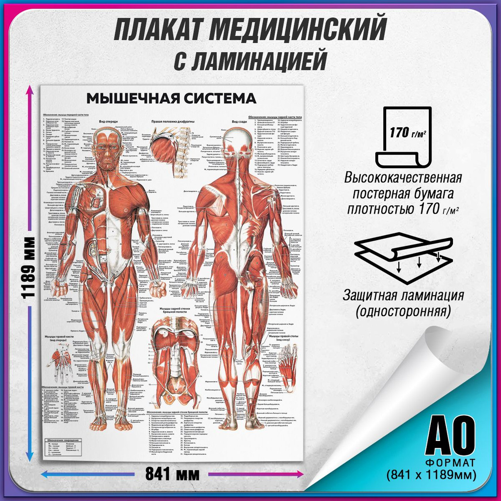 Информационный медицинский плакат "Мышечная система" / ламинированный / А-0 (84x119 см.)  #1