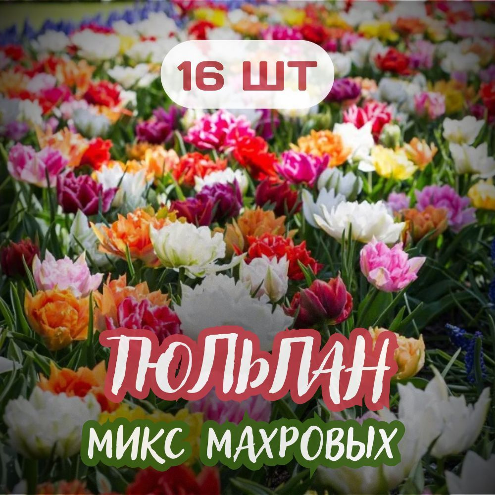 тюльпаны 16шт Махровые, смесь,микс. Товар уцененный #1