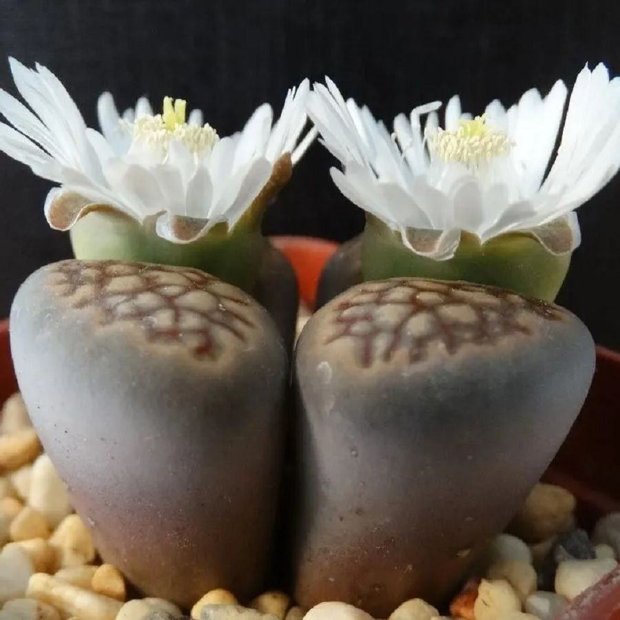 Суккулент Литопс Lithops hallii C 158 семена (10 ШТ) #1