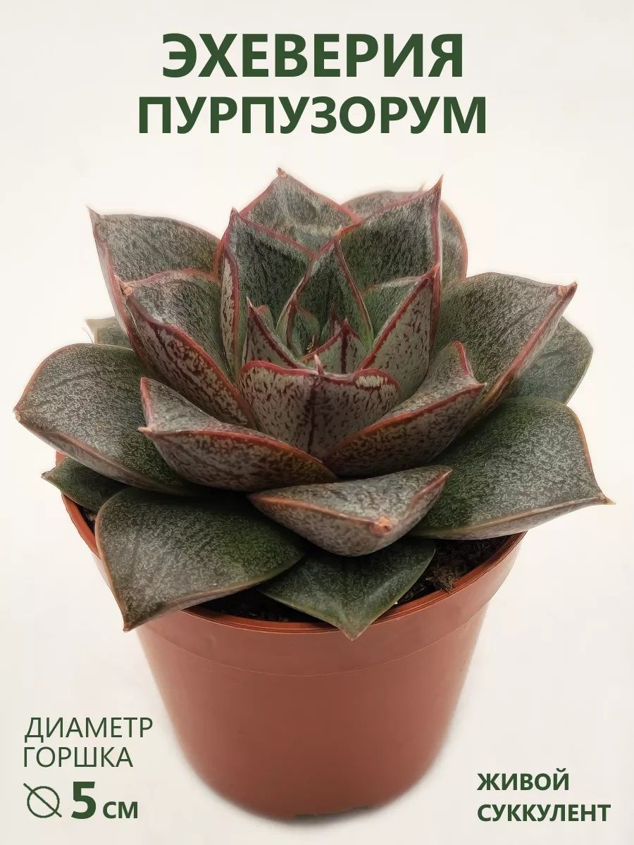ЭхеверияПурпузорум(EcheveriaPurpusorum)D-5см