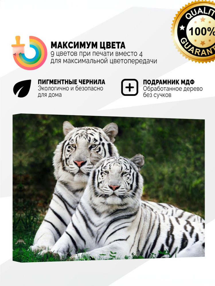 Картина на холсте 70x100 Белые тигры #1