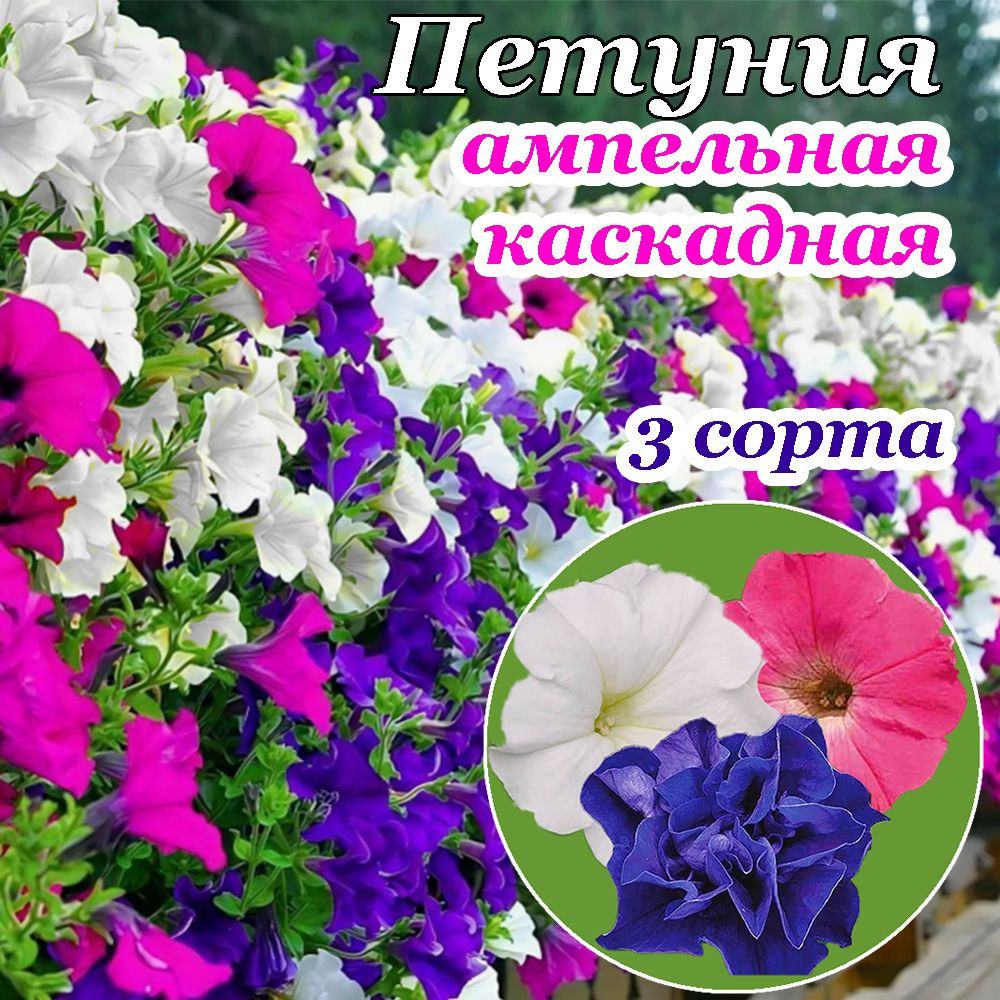 Петуния семена ампельная каскадная махровая, набор 3 сорта  #1