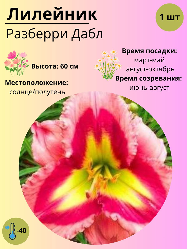 Саженец Лилейника, многолетние цветы / корень 1 шт #1