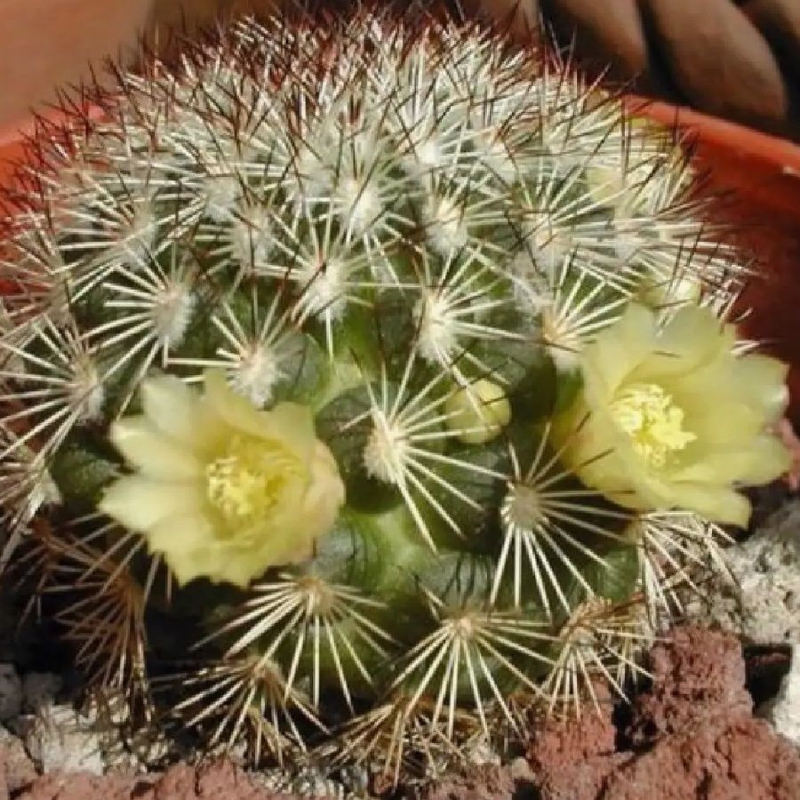 Суккулент Кактус Mammillaria densispina, семена 10 штук #1