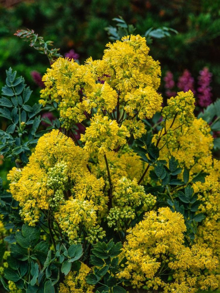 Семена Василистник желтый (Thalictrum flavum), 20 штук #1