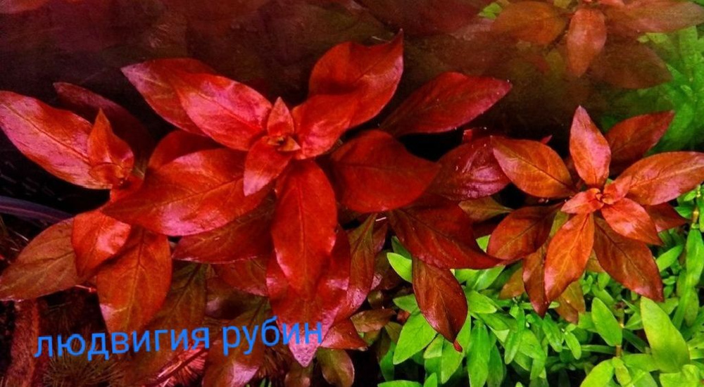 Людвигия рубин(Ludwigia Repens Rubin) #1