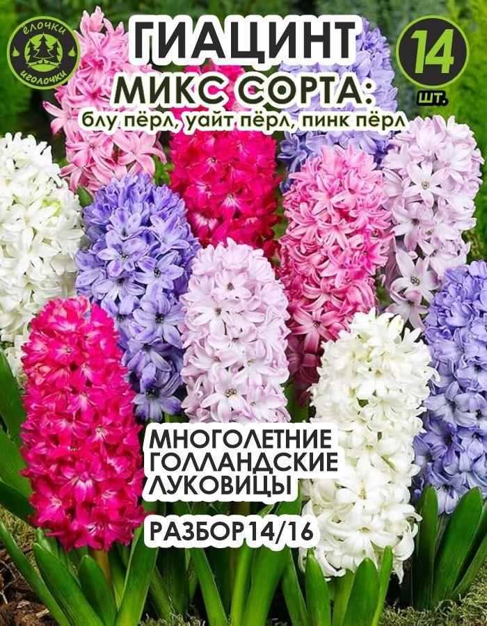 Луковицы цветов Гиацинт микс сорта, 14 шт #1