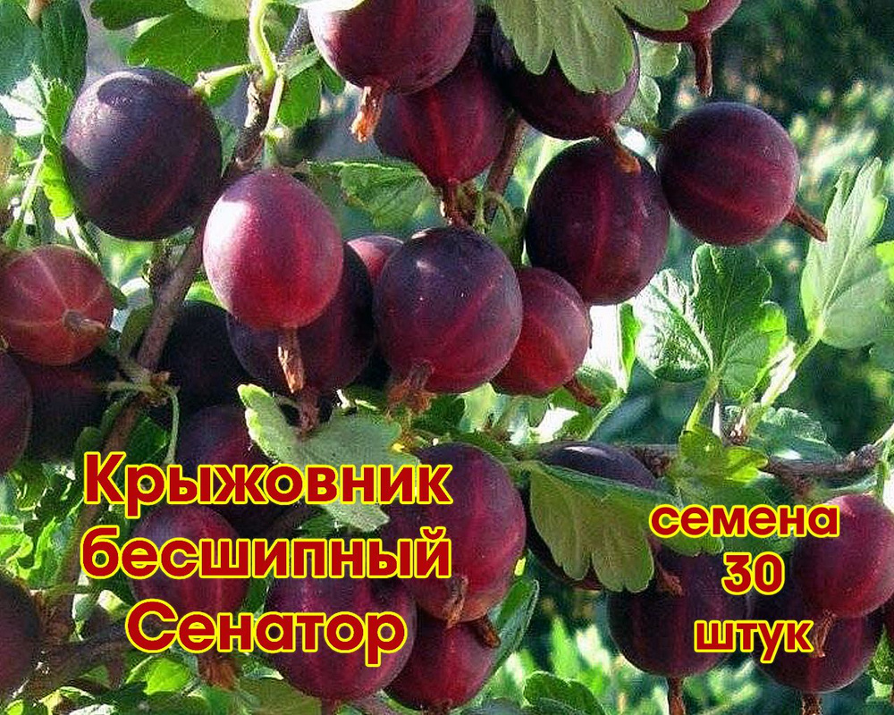 Крыжовник Сенатор #1