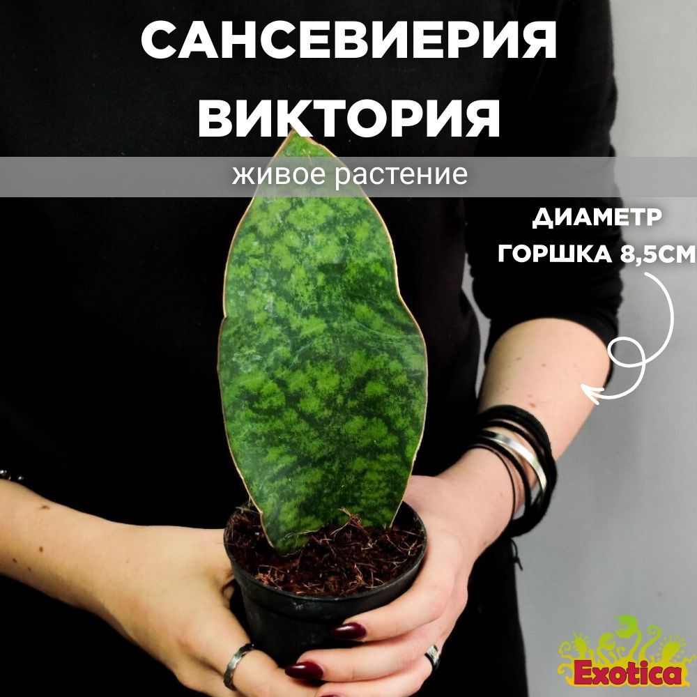 Сансевиерия Масониана Виктория (Sansevieria Victoria) D8см #1