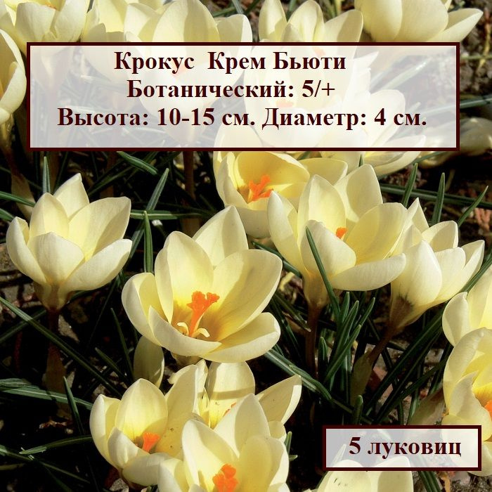 Крокус ботанический Крем Бьюти (5 луковиц) #1