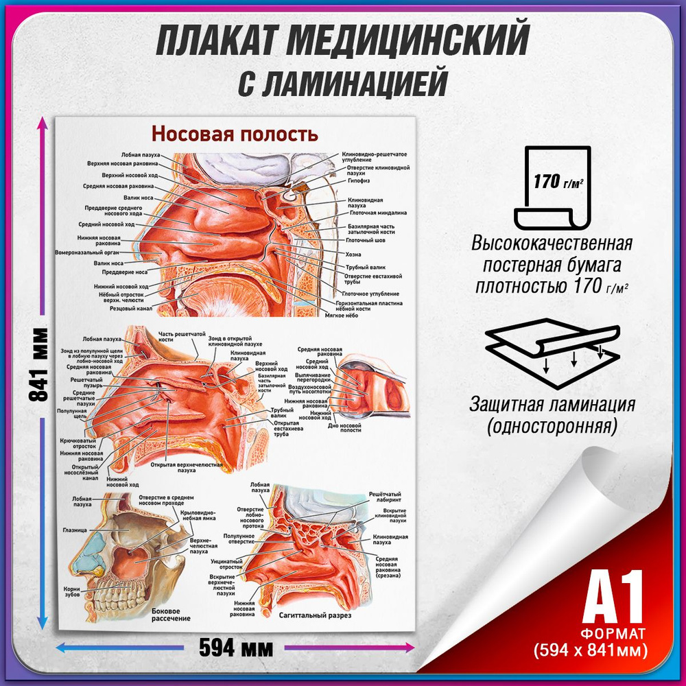 Информационный медицинский плакат "Носовая полость" / 60x84 см.  #1