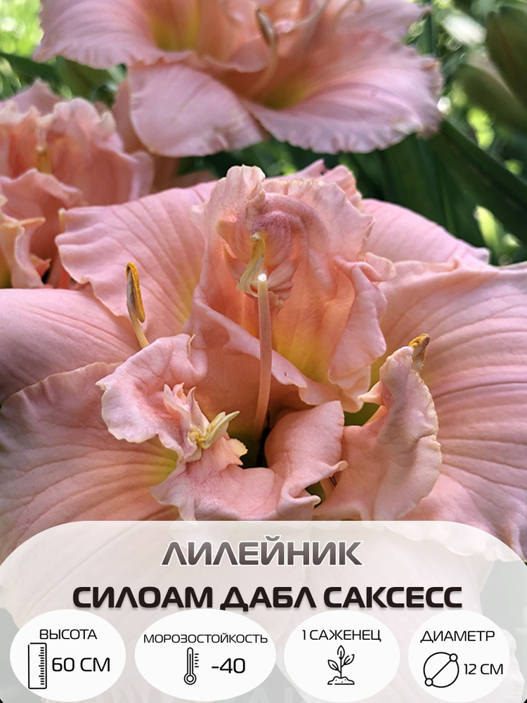 Лилейник Силоам Дабл Саксесс, многолетний саженец 1 шт #1