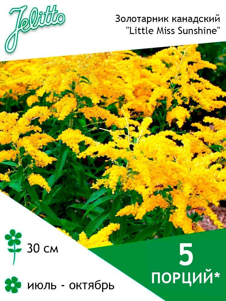 Семена Jelitto Золотарник канадский "Little Miss Sunshine" (SOLIDAGO canadensis "Little Miss Sunshine") #1