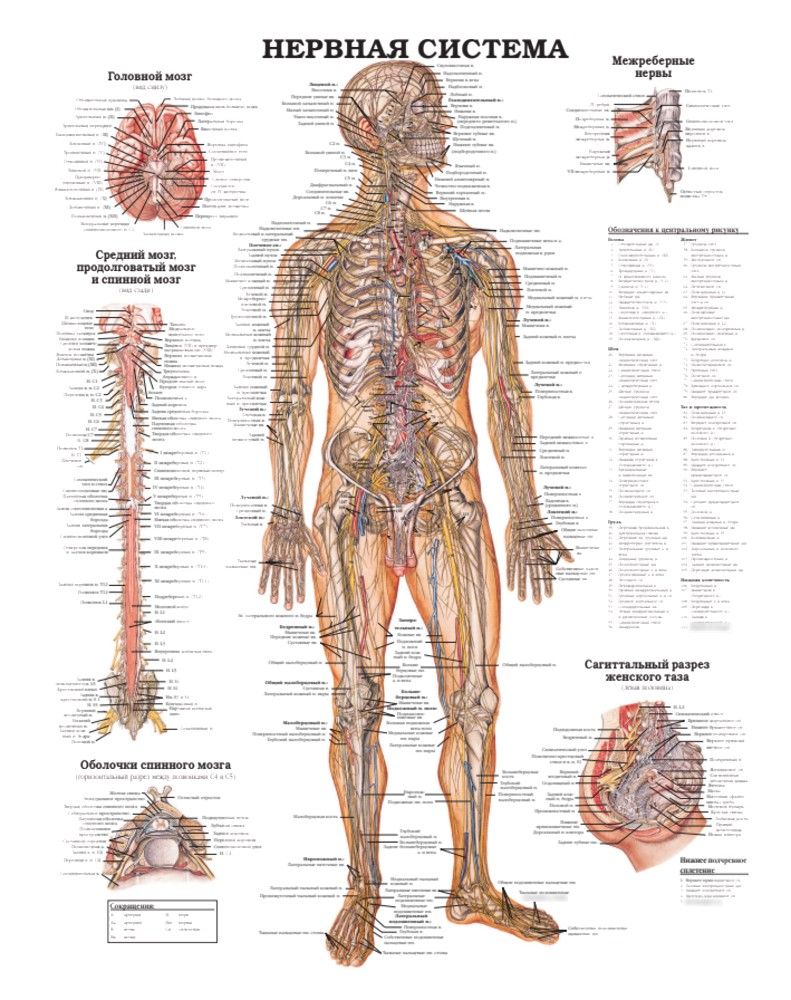 Большой атлас анатомии человека | Human Anatomy Atlas - Ozon image 7