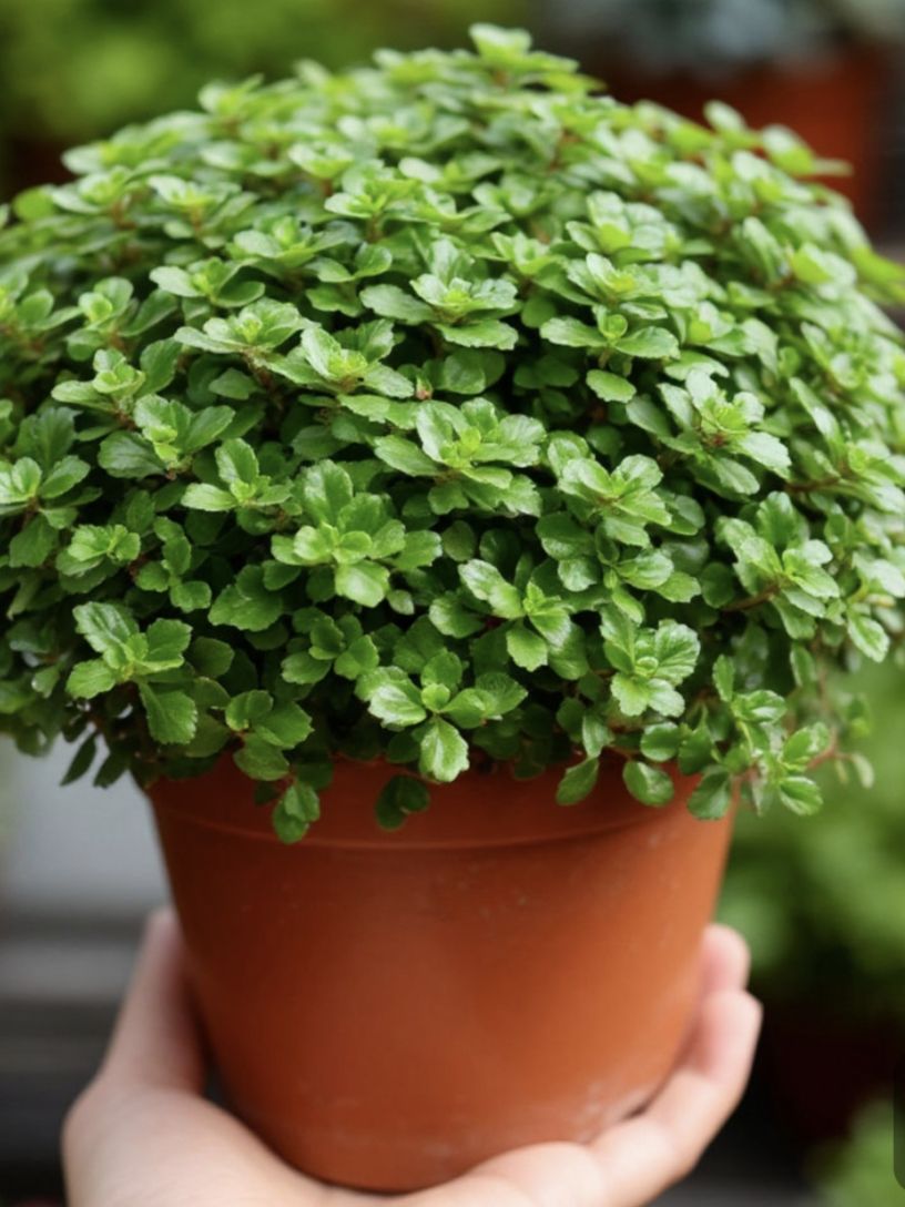 Мятапочвопокровнаяорнаментал,редкиесорта.Семенаотколлекционера.