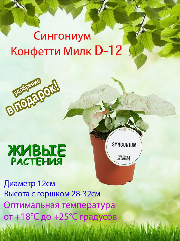 Сингониум, цвет Сингониум Конфетти Милк D-12, 12 см, 1 шт #1