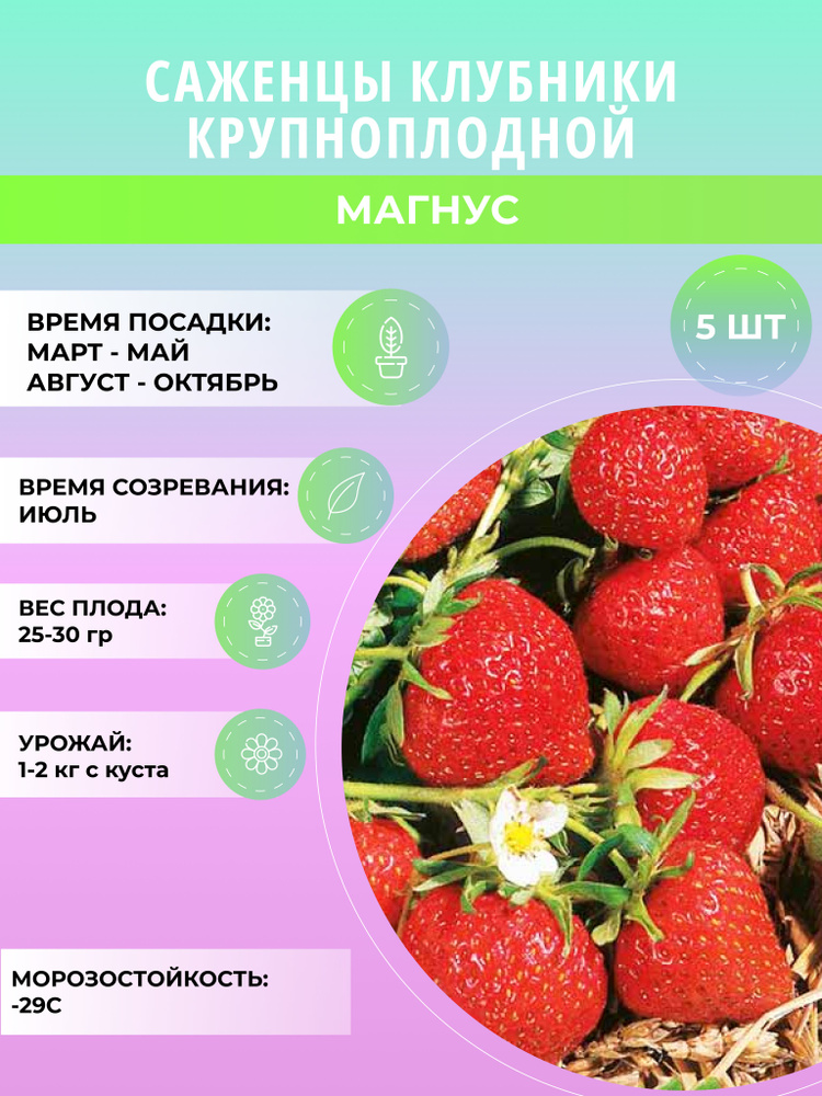 Клубника Магнус саженцы, крупноплодная и ремонтантная, ягодные кусты 5 шт  #1