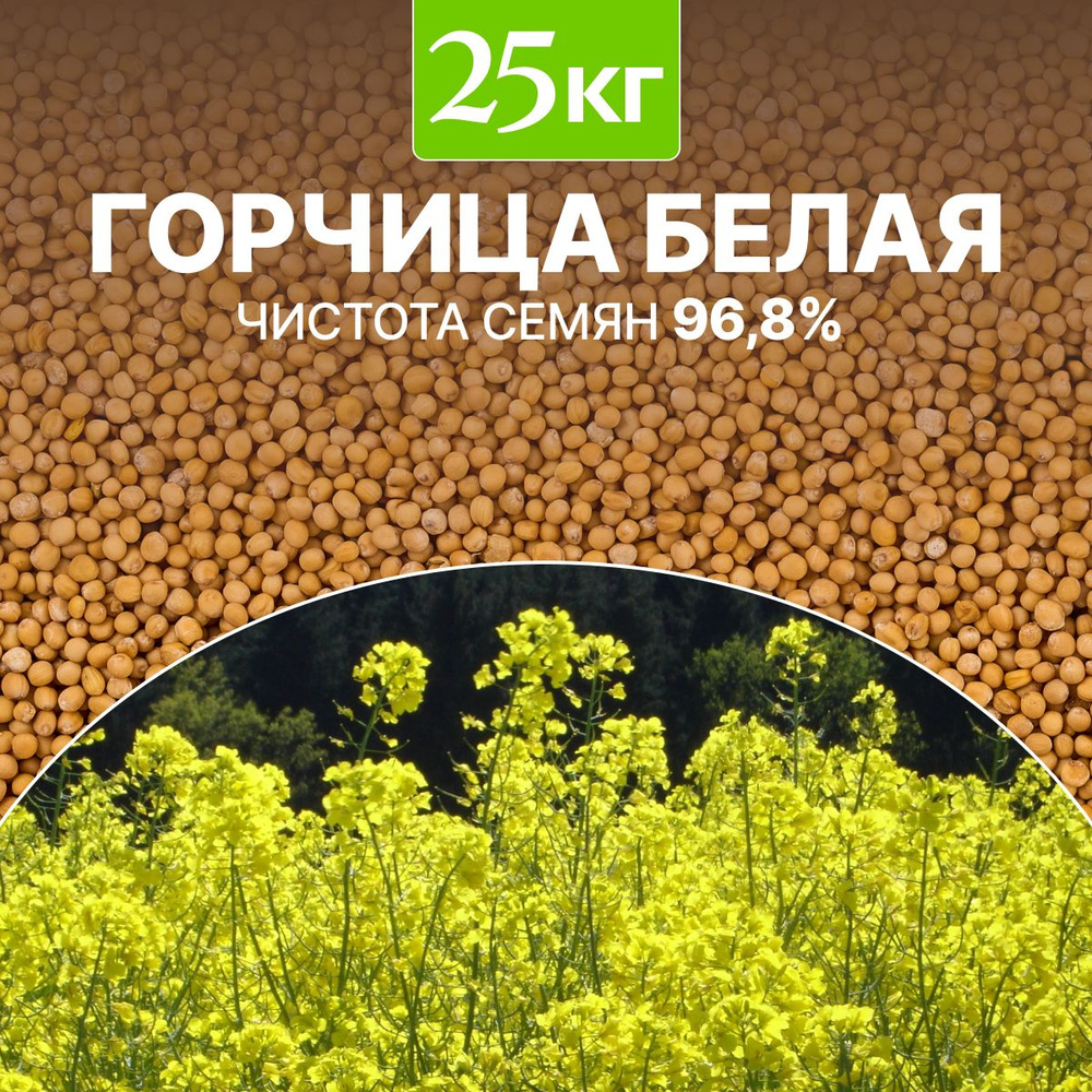 Семена Горчица белая сидерат чистота 96,8%, био-удобрение, 25 кг  #1