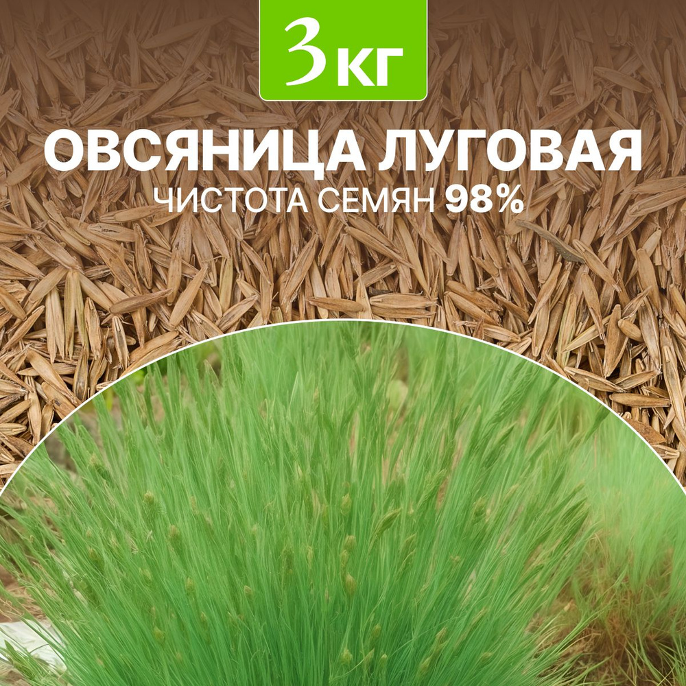 Семена Овсяница луговая сидерат чистота 98%, озимая, био-удобрение, 3 кг  #1