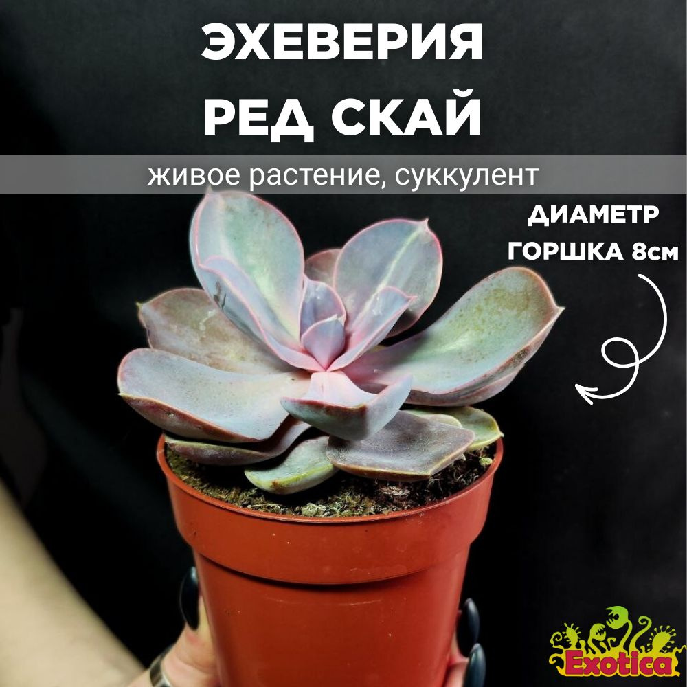 Эхеверия Ред Скай (Echeveria Red Sky) D8см #1