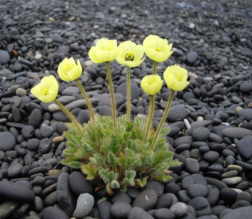 Меконопсис кембрийский желтый, Meconopsis Cambrica, Желтый многолетний мак семена (15 ШТ)  #1