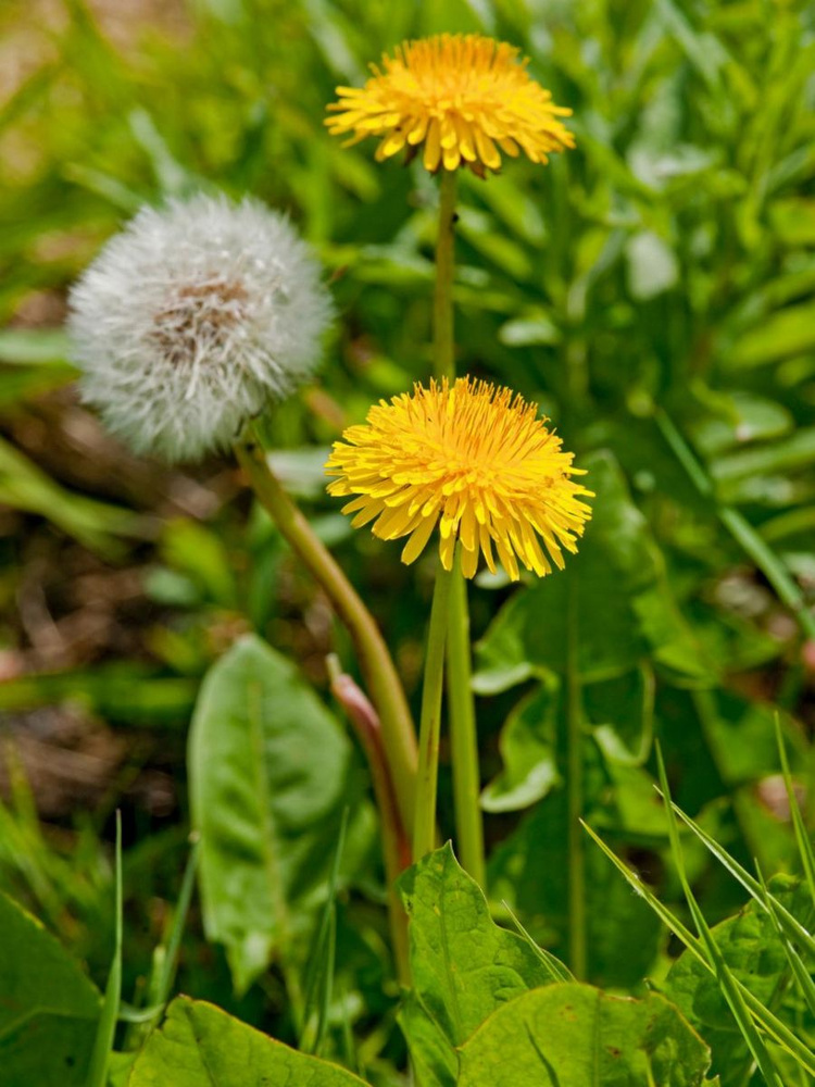 Семена Одуванчик обыкновенный лекарственный (Taraxacum officinale), 100 штук  #1