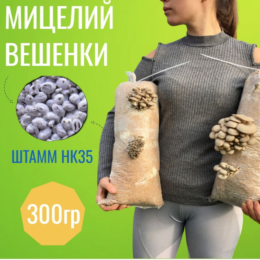 Мицелий грибов вешенка зерновой (штамм НК35) - 300 гр. #1