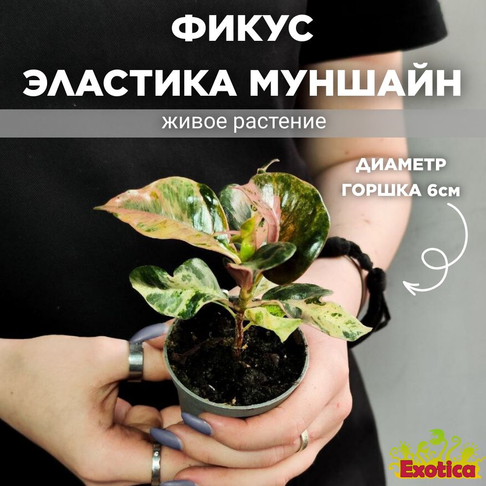 Фикус Exotica, 6 дм, 01242 шт - купить по выгодной цене в интернет-магазине  OZON (906168035)